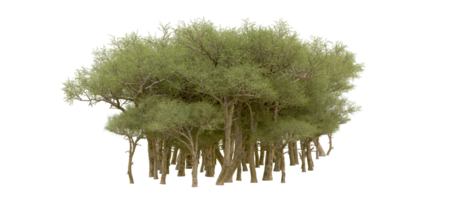 Green forest isolated on background. 3d rendering - illustration png