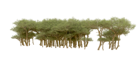 Grün Wald isoliert auf Hintergrund. 3d Rendern - - Illustration png