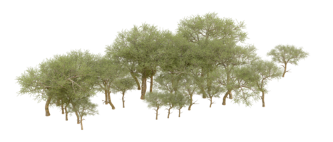 Green forest isolated on background. 3d rendering - illustration png