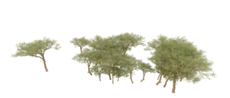 Green forest isolated on background. 3d rendering - illustration png