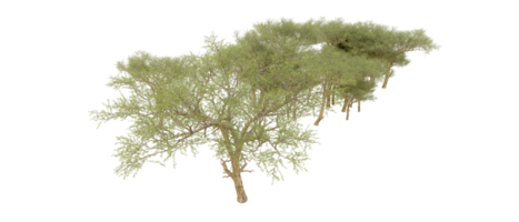 Grün Wald isoliert auf Hintergrund. 3d Rendern - - Illustration png