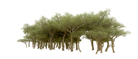 Green forest isolated on background. 3d rendering - illustration png