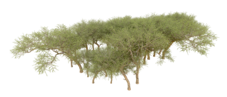 Grün Wald isoliert auf Hintergrund. 3d Rendern - - Illustration png