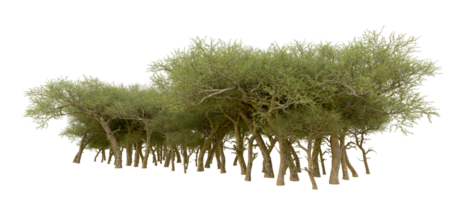 Green forest isolated on background. 3d rendering - illustration png