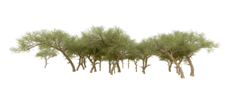 Green forest isolated on background. 3d rendering - illustration png