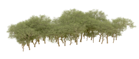 Green forest isolated on background. 3d rendering - illustration png