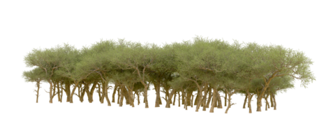 Green forest isolated on background. 3d rendering - illustration png