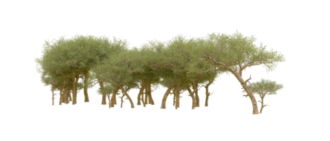 Green forest isolated on background. 3d rendering - illustration png