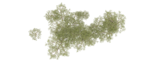 groen Woud geïsoleerd Aan achtergrond. 3d renderen - illustratie png