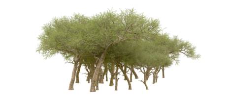 Green forest isolated on background. 3d rendering - illustration png