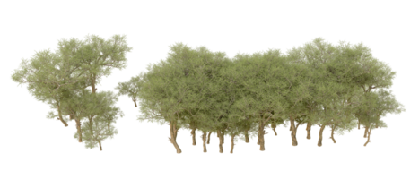 vert forêt isolé sur Contexte. 3d le rendu - illustration png