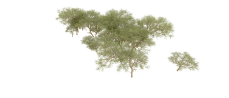 vert forêt isolé sur Contexte. 3d le rendu - illustration png