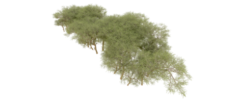 Grün Wald isoliert auf Hintergrund. 3d Rendern - - Illustration png