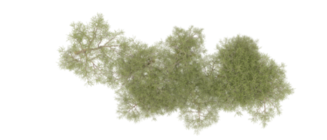 vert forêt isolé sur Contexte. 3d le rendu - illustration png