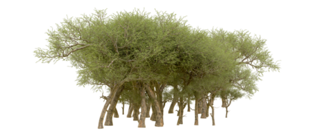 Green forest isolated on background. 3d rendering - illustration png