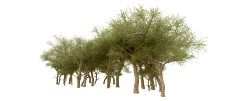 Green forest isolated on background. 3d rendering - illustration png