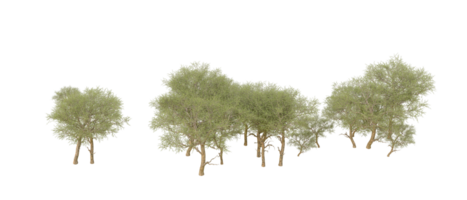 Green forest isolated on background. 3d rendering - illustration png