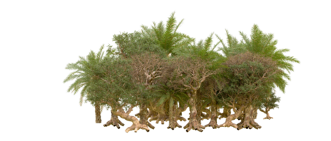 groen Woud geïsoleerd Aan achtergrond. 3d renderen - illustratie png