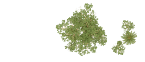 Grün Wald isoliert auf Hintergrund. 3d Rendern - - Illustration png