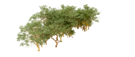 vert forêt isolé sur Contexte. 3d le rendu - illustration png