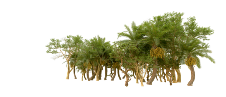 Green forest isolated on background. 3d rendering - illustration png