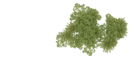 verde floresta isolado em fundo. 3d Renderização - ilustração png