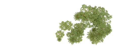 groen Woud geïsoleerd Aan achtergrond. 3d renderen - illustratie png