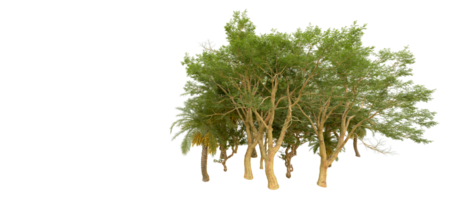 vert forêt isolé sur Contexte. 3d le rendu - illustration png