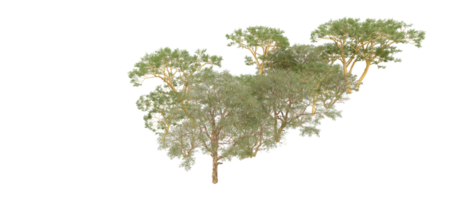 vert forêt isolé sur Contexte. 3d le rendu - illustration png