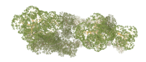 verde foresta isolato su sfondo. 3d interpretazione - illustrazione png