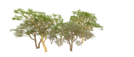 vert forêt isolé sur Contexte. 3d le rendu - illustration png