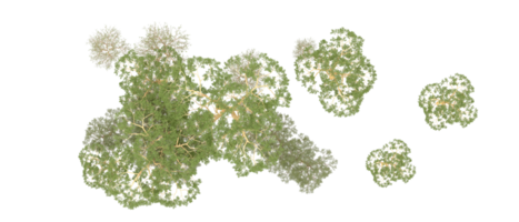 verde foresta isolato su sfondo. 3d interpretazione - illustrazione png