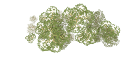 vert forêt isolé sur Contexte. 3d le rendu - illustration png