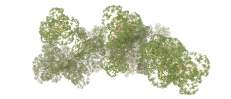 verde foresta isolato su sfondo. 3d interpretazione - illustrazione png