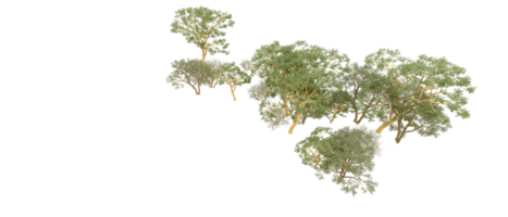 verde floresta isolado em fundo. 3d Renderização - ilustração png