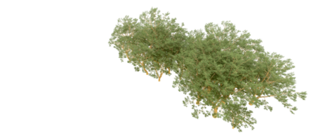 grön skog isolerat på bakgrund. 3d tolkning - illustration png