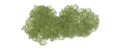 vert forêt isolé sur Contexte. 3d le rendu - illustration png