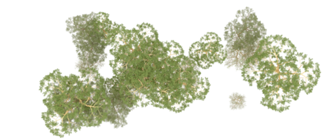 Green forest isolated on background. 3d rendering - illustration png
