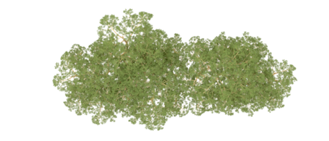 Grün Wald isoliert auf Hintergrund. 3d Rendern - - Illustration png