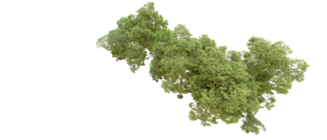 Grün Wald isoliert auf Hintergrund. 3d Rendern - - Illustration png