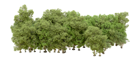 Green forest isolated on background. 3d rendering - illustration png