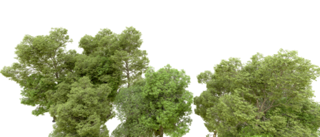 Green forest isolated on background. 3d rendering - illustration png