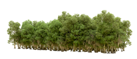 Green forest isolated on background. 3d rendering - illustration png