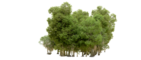 Green forest isolated on background. 3d rendering - illustration png