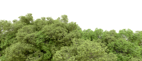 Green forest isolated on background. 3d rendering - illustration png