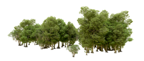 Green forest isolated on background. 3d rendering - illustration png