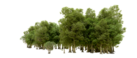 Green forest isolated on background. 3d rendering - illustration png