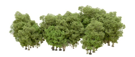 vert forêt isolé sur Contexte. 3d le rendu - illustration png