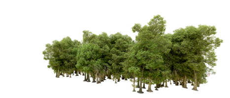 Green forest isolated on background. 3d rendering - illustration png