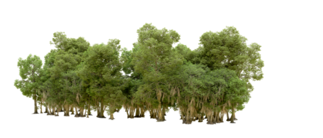 Green forest isolated on background. 3d rendering - illustration png